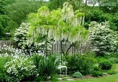 Сад Sissinghurst White Garden